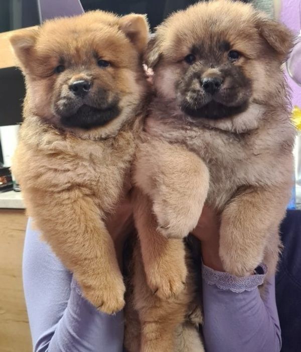 sehr schöne Chow-Chow