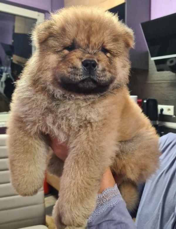 sehr schöne Chow-Chow