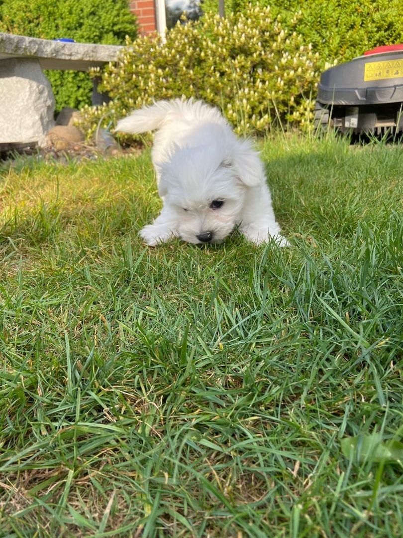 Superkleine Erhältlich MINI Malteser Welpen 12 Wochen Zum Verschenken