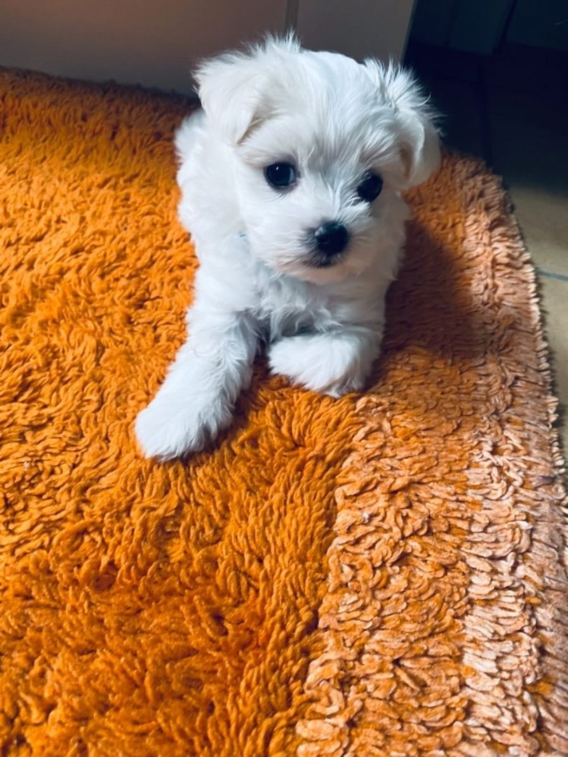 Superkleine Erhältlich MINI Malteser Welpen 12 Wochen Zum Verschenken