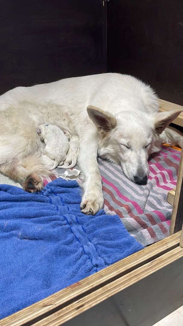 Weiße Schweizer Schäferhund Welpen