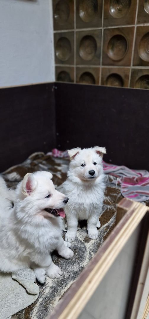 Weiße Schweizer Schäferhund Welpen