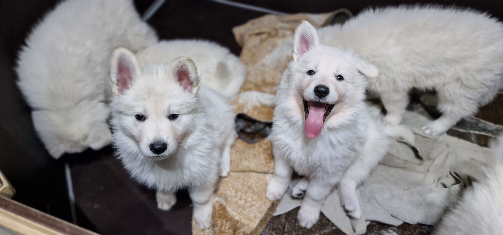 Weiße Schweizer Schäferhund Welpen