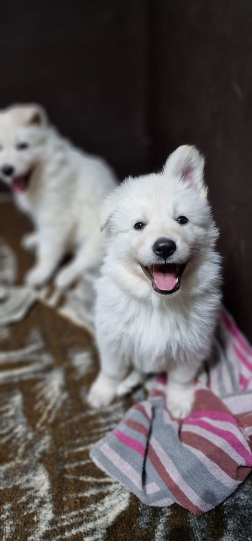Weiße Schweizer Schäferhund Welpen