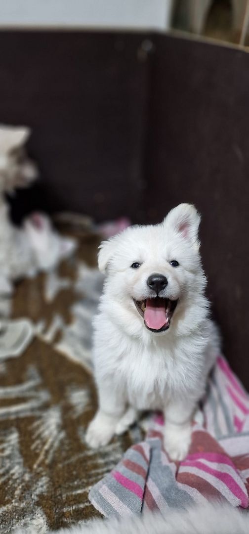 Weiße Schweizer Schäferhund Welpen