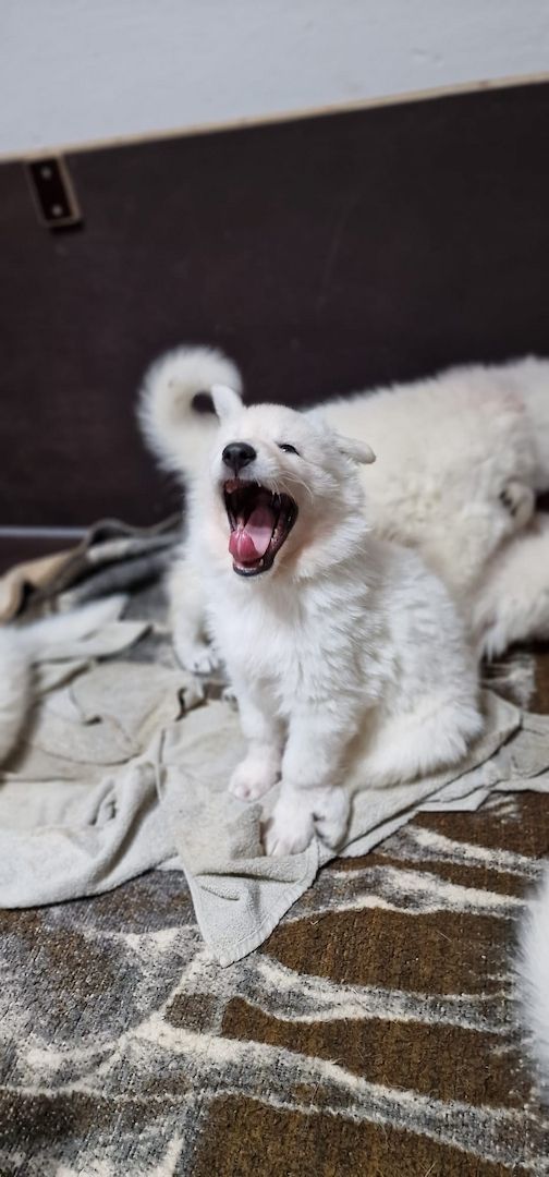 Weiße Schweizer Schäferhund Welpen