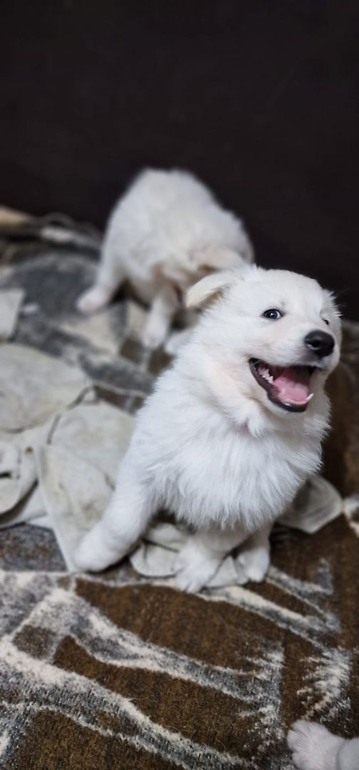 Weiße Schweizer Schäferhund Welpen