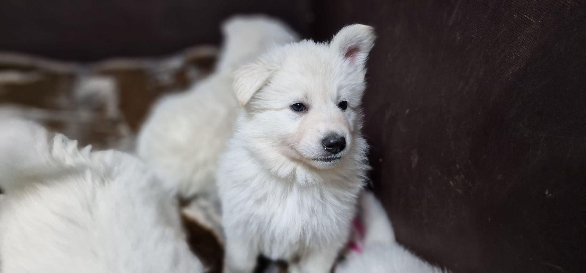Weiße Schweizer Schäferhund Welpen