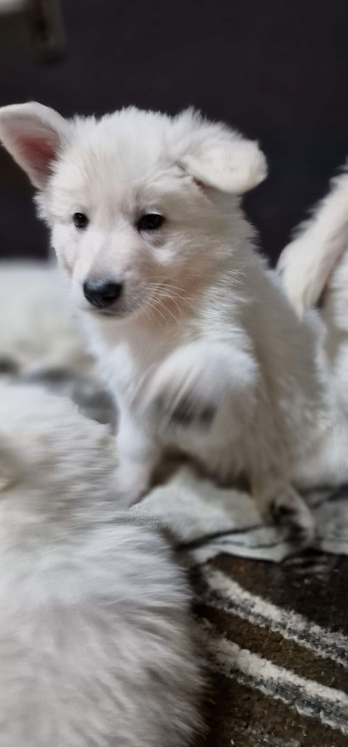 Weiße Schweizer Schäferhund Welpen