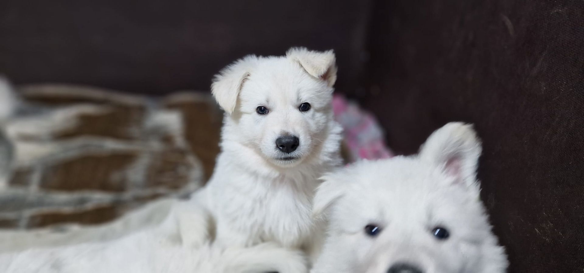 Weiße Schweizer Schäferhund Welpen