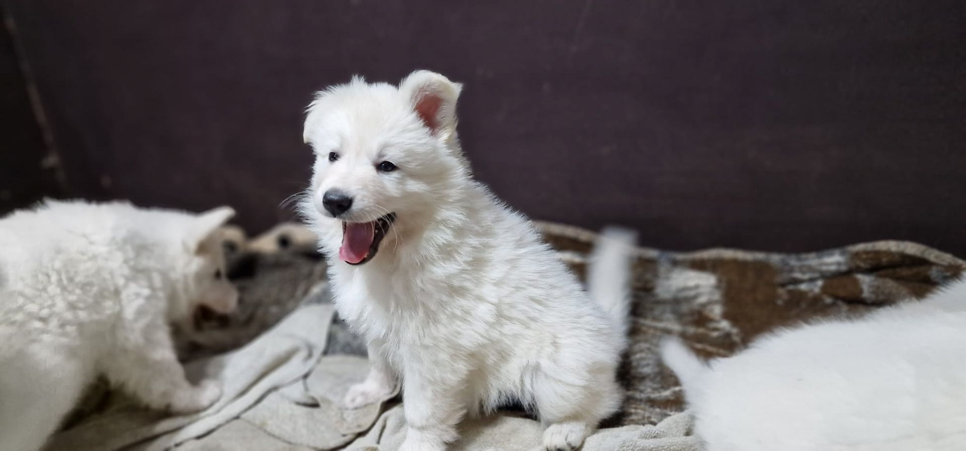 Weiße Schweizer Schäferhund Welpen