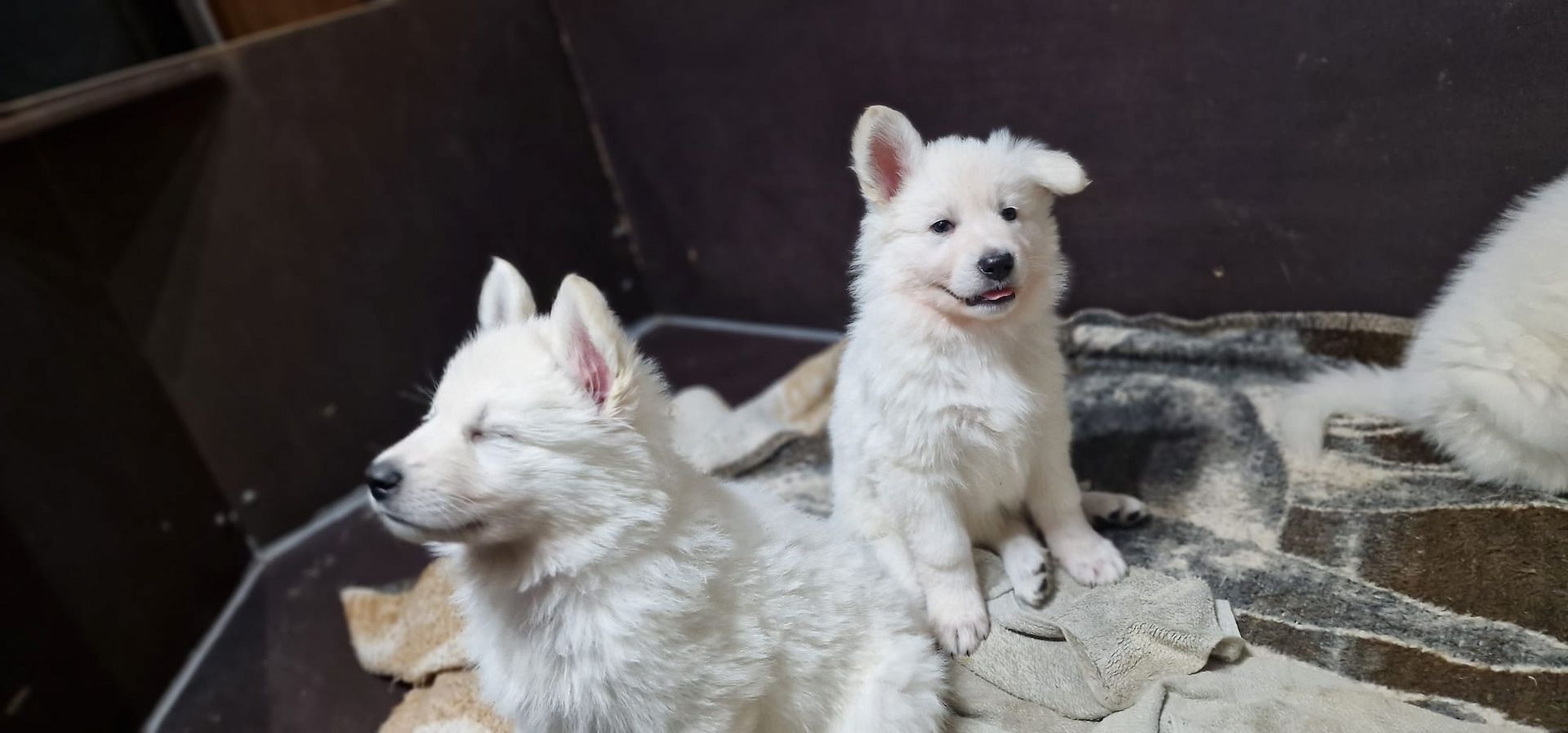 Weiße Schweizer Schäferhund Welpen
