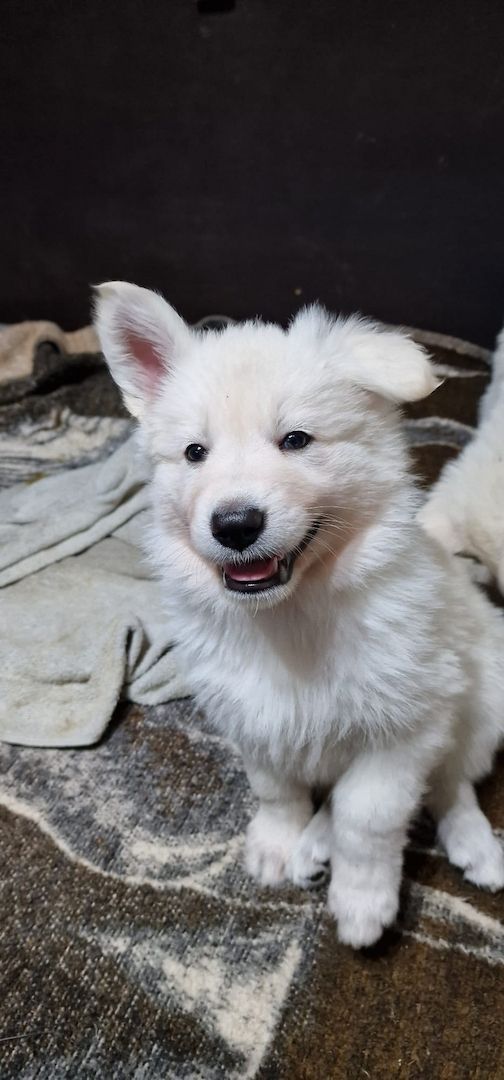 Weiße Schweizer Schäferhund Welpen