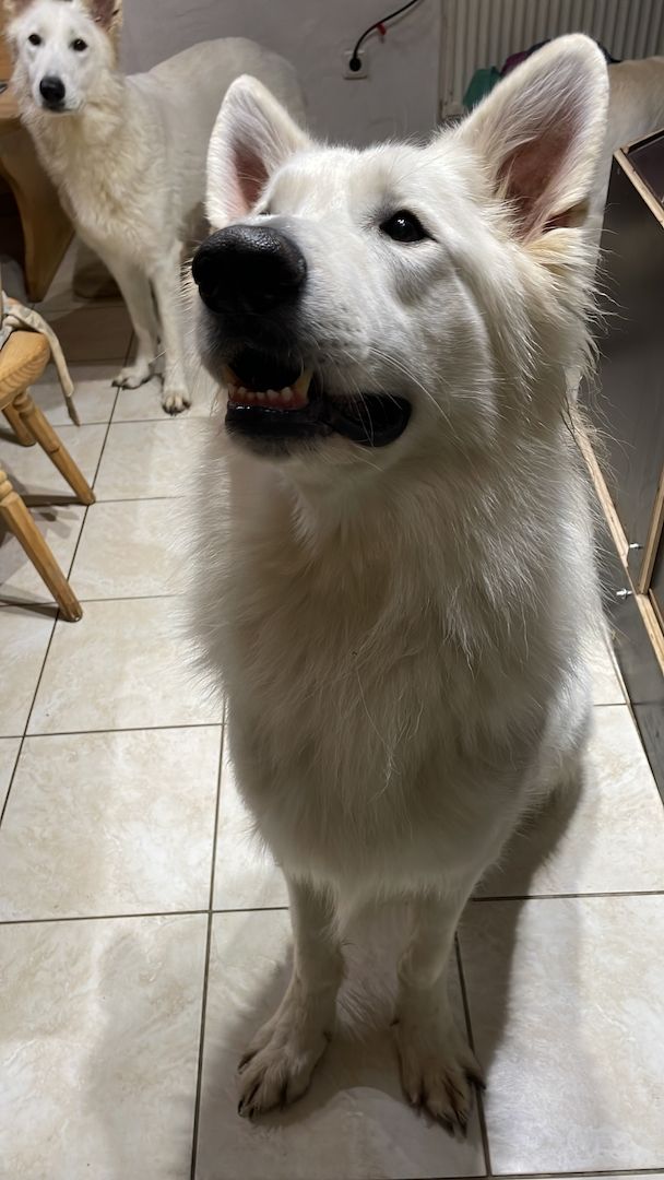 Weiße Schweizer Schäferhund Welpen