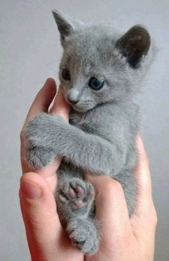 Russisch Blau Kitten 