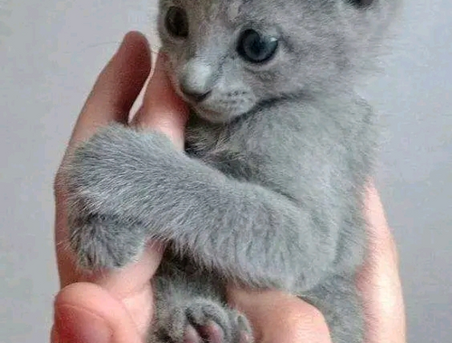 Russisch Blau Kitten 