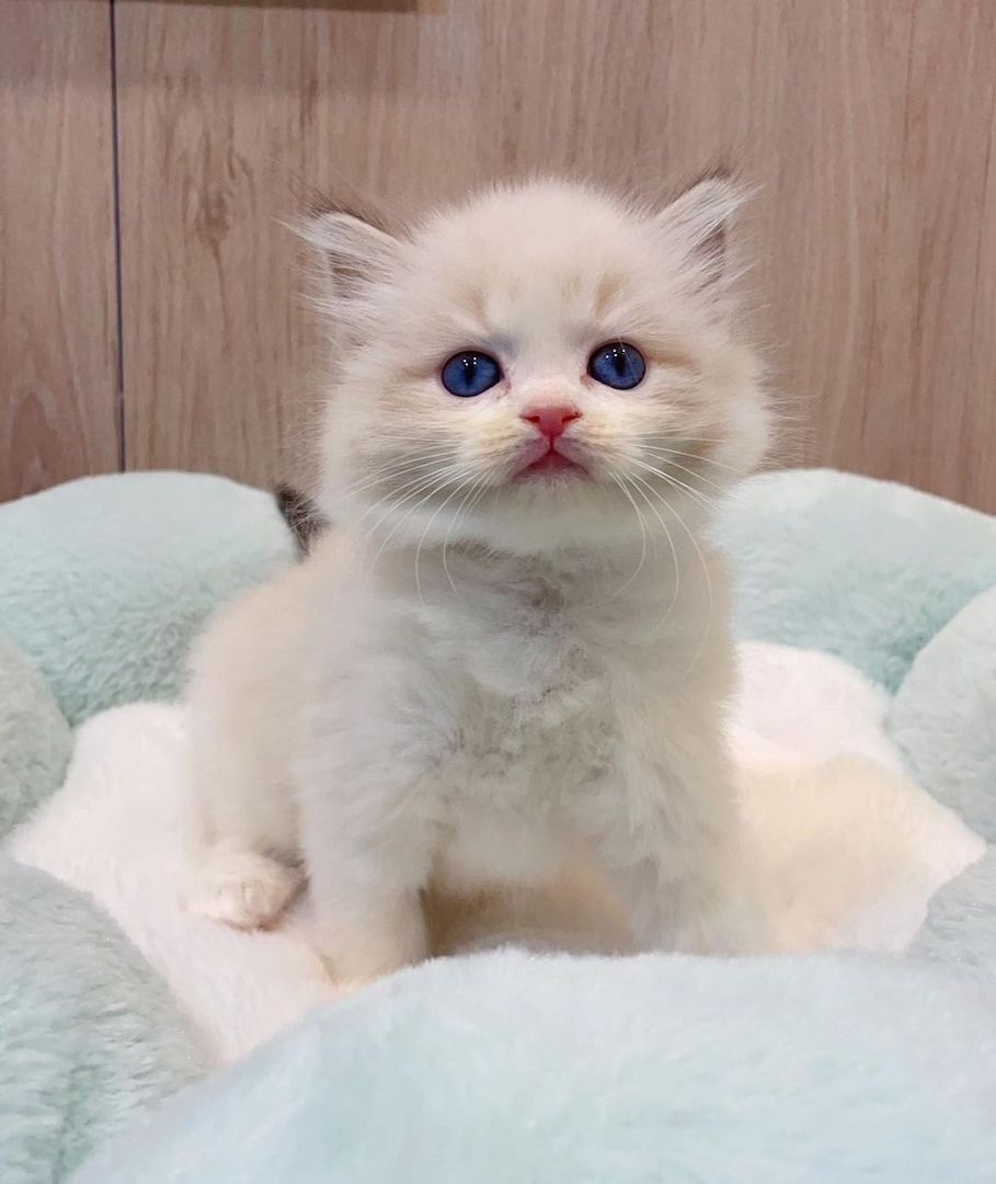 Ragdoll Kitten 