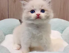 Ragdoll Kitten 