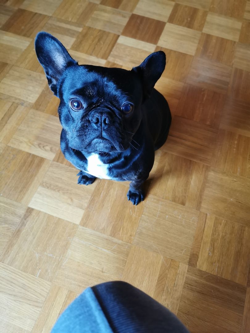 Französische bulldogge