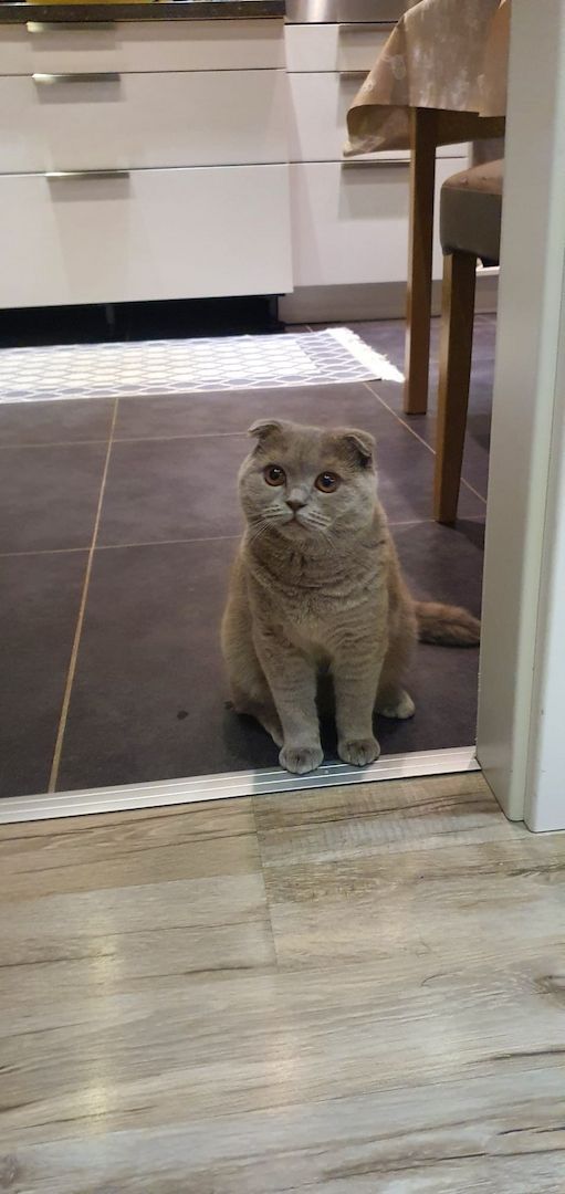 BKH weiblich BKH weiblich