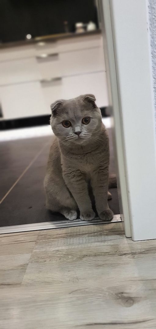 BKH weiblich BKH weiblich