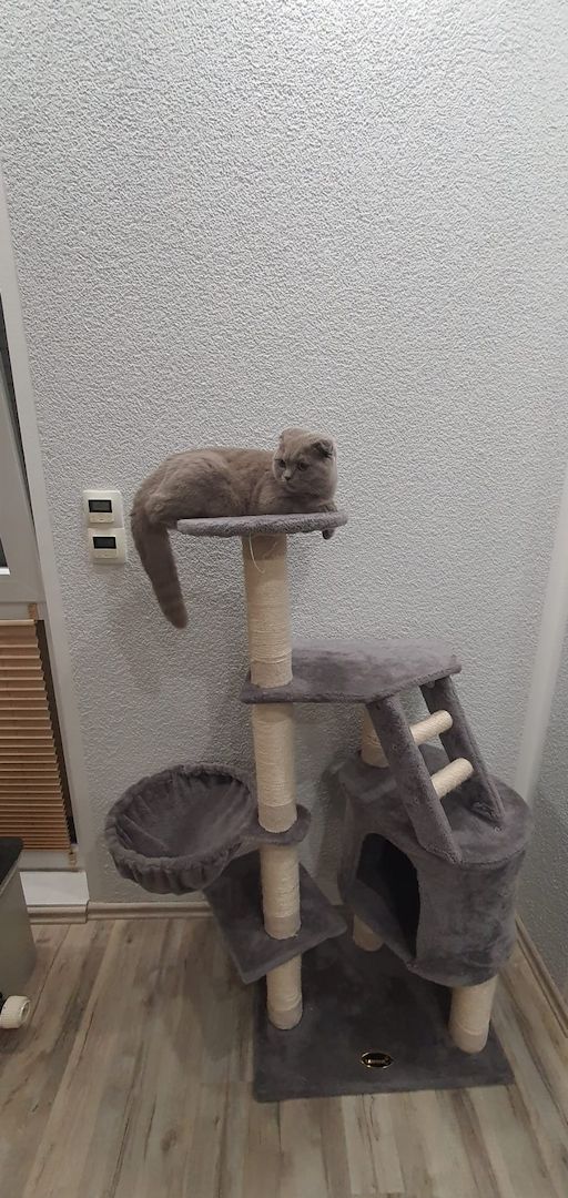 BKH weiblich BKH weiblich