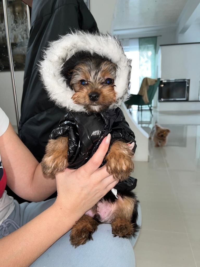 Yorkshire Terrier Welpen Yorkshire Terrier Welpen