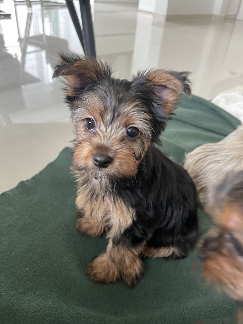 Yorkshire Terrier Welpen Yorkshire Terrier Welpen