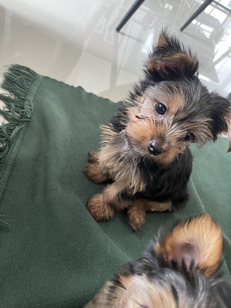 Yorkshire Terrier Welpen Yorkshire Terrier Welpen