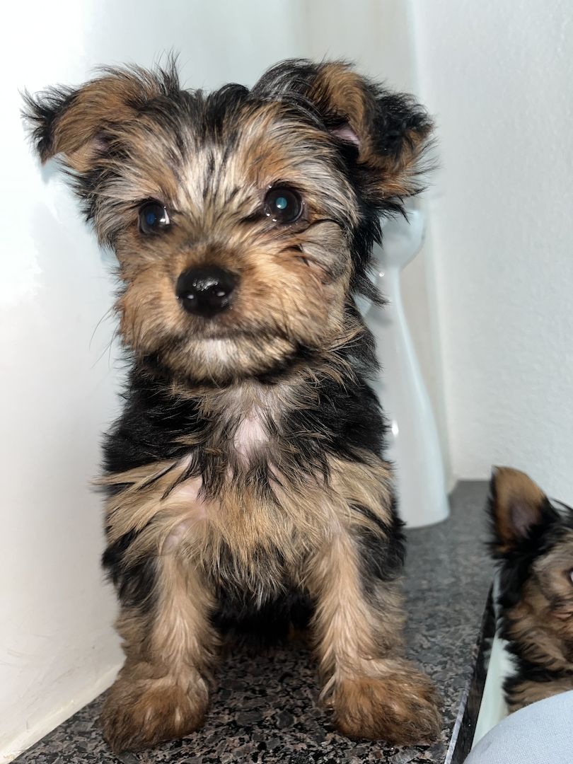 Yorkshire Terrier Welpen Yorkshire Terrier Welpen