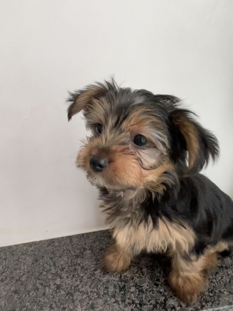 Yorkshire Terrier Welpen Yorkshire Terrier Welpen