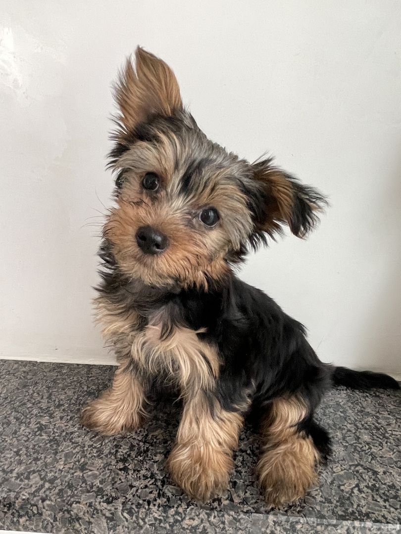 Yorkshire Terrier Welpen Yorkshire Terrier Welpen