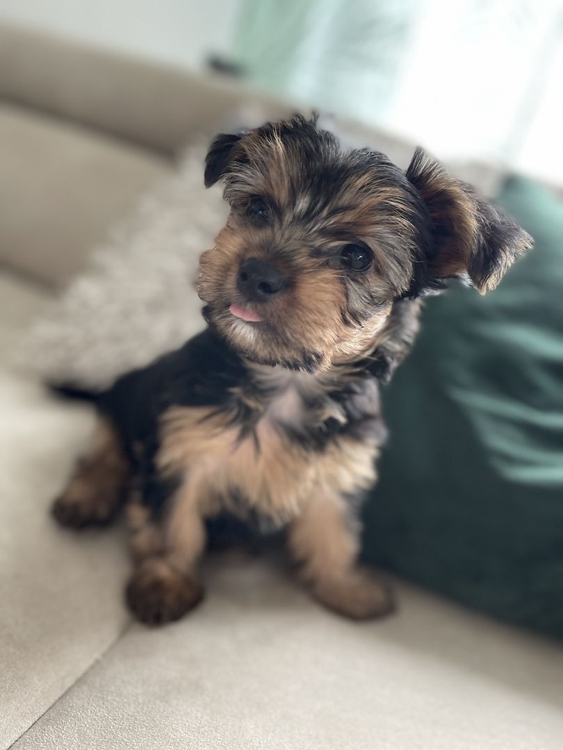 Yorkshire Terrier Welpen Yorkshire Terrier Welpen