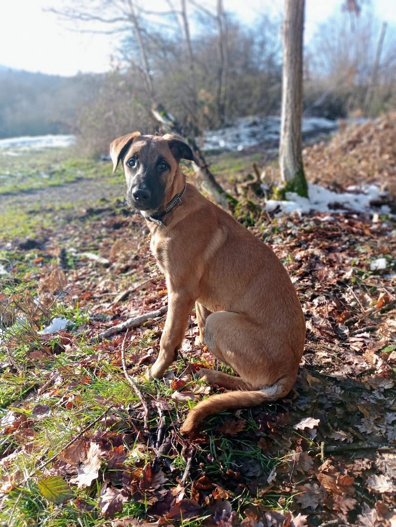 Malinois Mix-Welpe