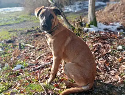 Malinois Mix-Welpe