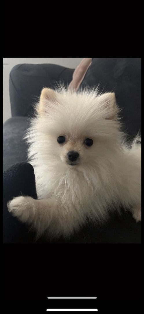 Zwergspitz Pomeranian Weibchen