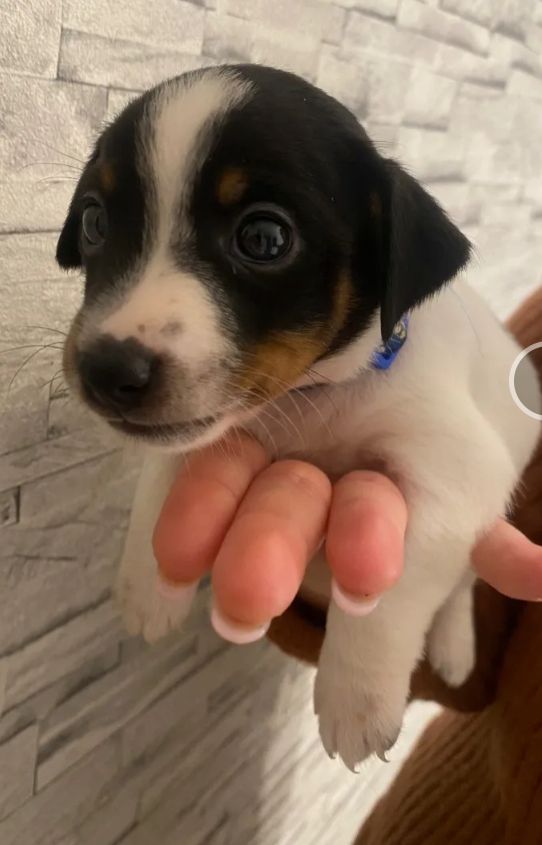 Jack Russell Terrier Jack Russell Terrier