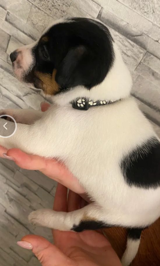 Jack Russell Terrier Jack Russell Terrier