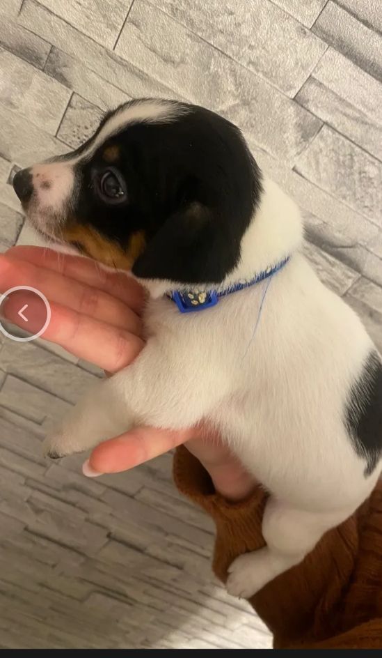 Jack Russell Terrier Jack Russell Terrier