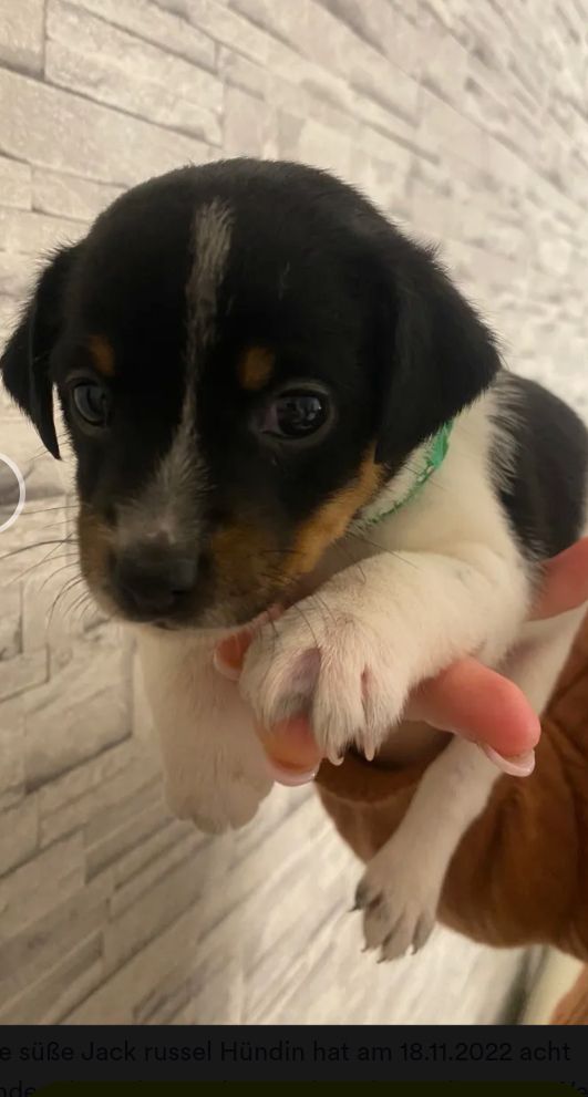 Jack Russell Terrier Jack Russell Terrier