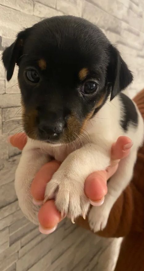 Jack Russell Terrier Jack Russell Terrier