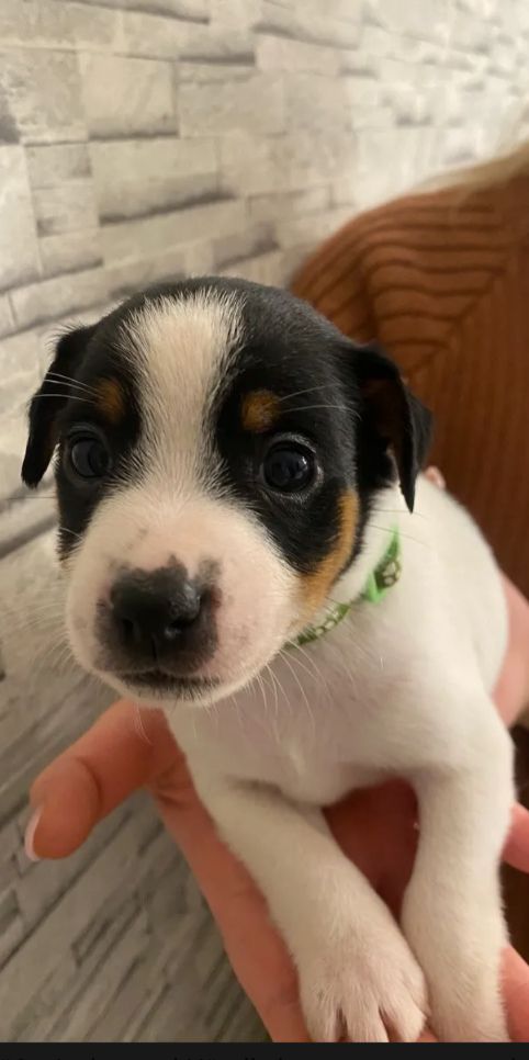 Jack Russell Terrier Jack Russell Terrier