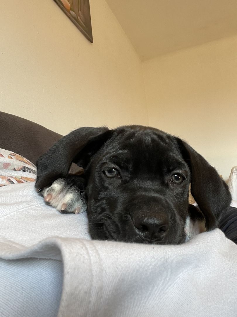 Cane Corso welpe Hündin Cane Corso welpe Hündin