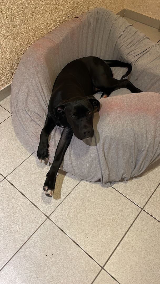 Cane Corso welpe Hündin Cane Corso welpe Hündin