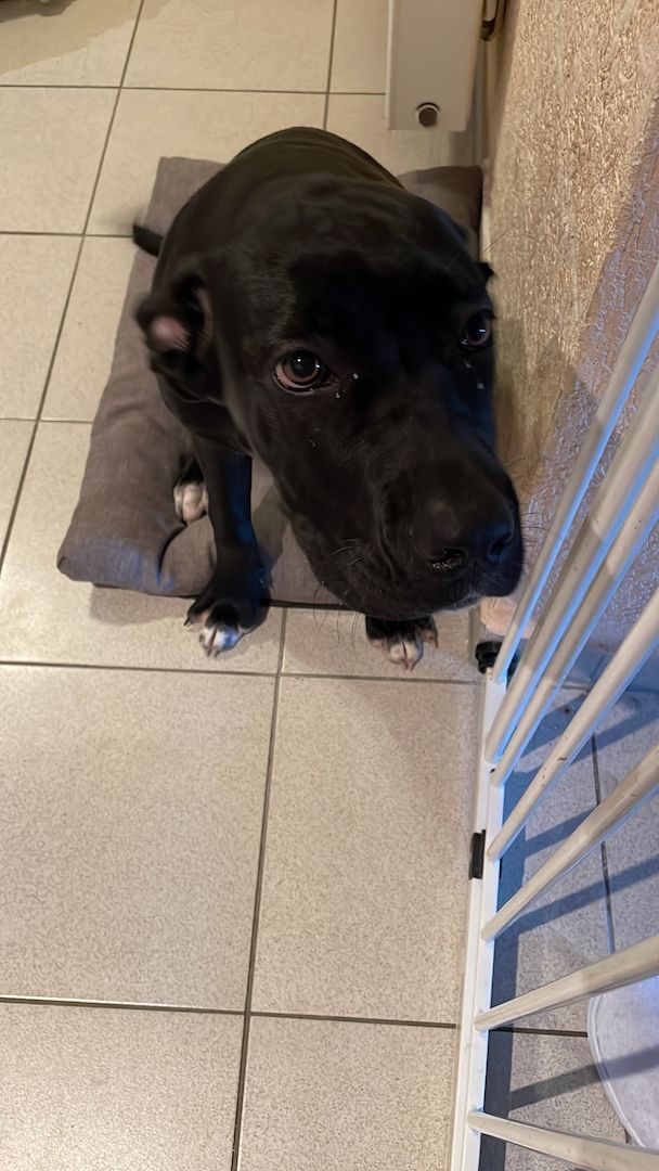 Cane Corso welpe Hündin Cane Corso welpe Hündin