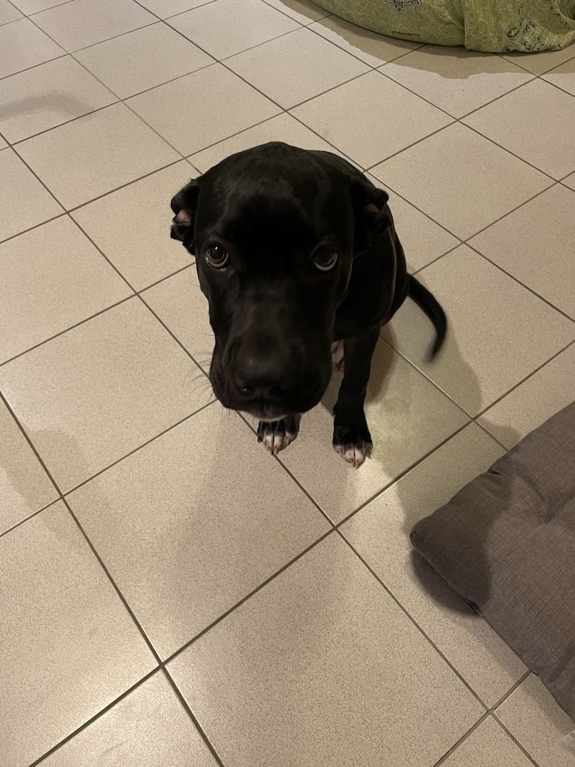 Cane Corso welpe Hündin Cane Corso welpe Hündin