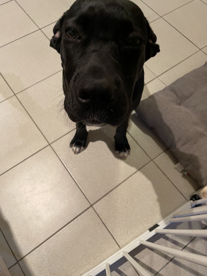Cane Corso welpe Hündin Cane Corso welpe Hündin