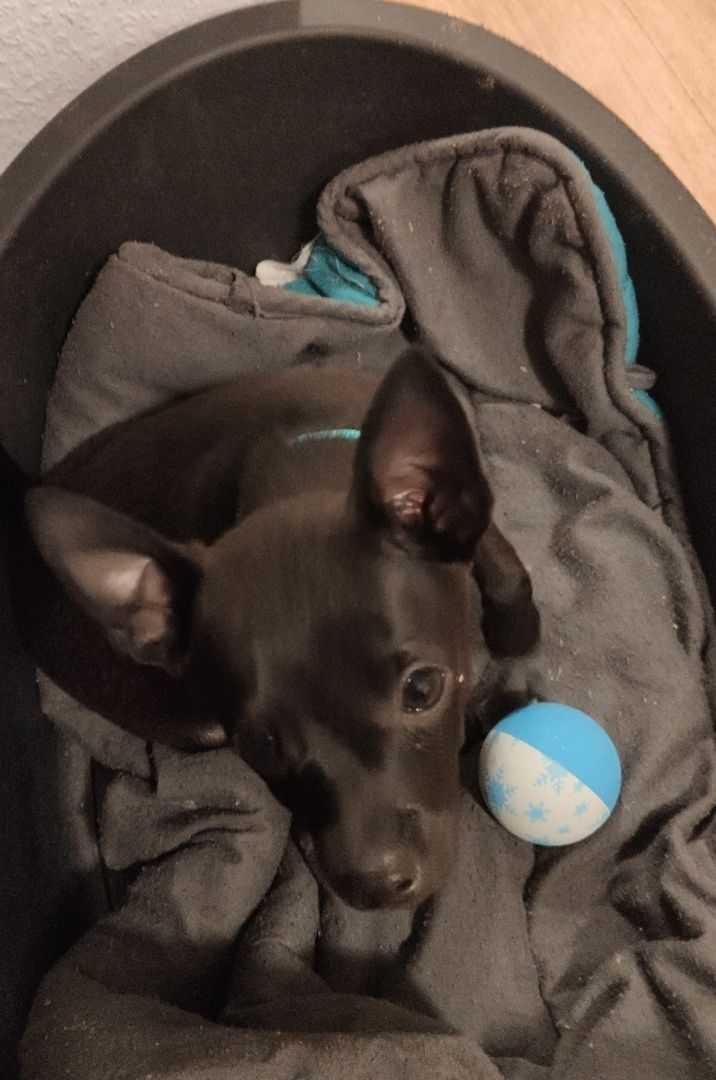 Pinscher Mischling Welpe