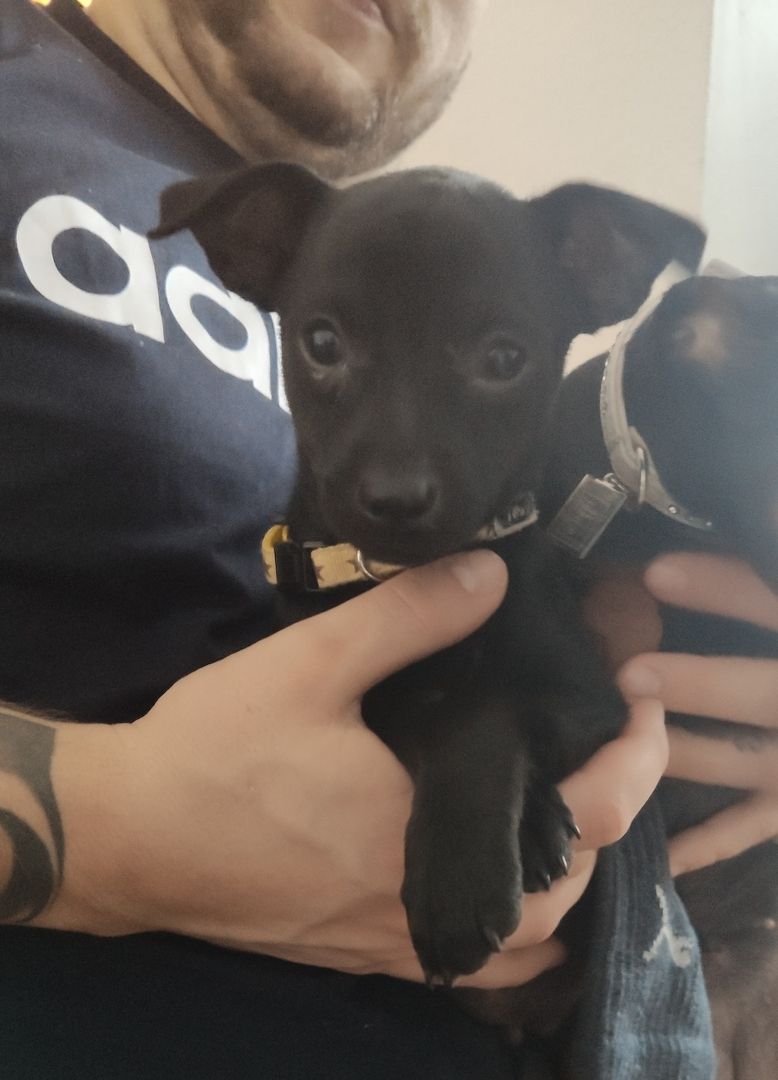 Pinscher Mischling Welpe