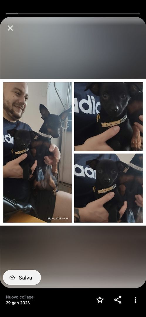 Pinscher Mischling Welpe